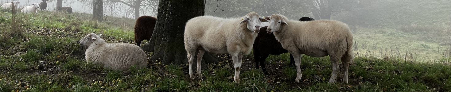 Wechselbild der Gemeinde
