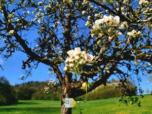 Frühling im Rottal